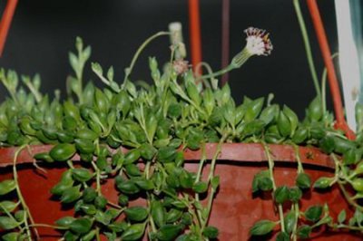 多肉植物大弦月城的养护方法