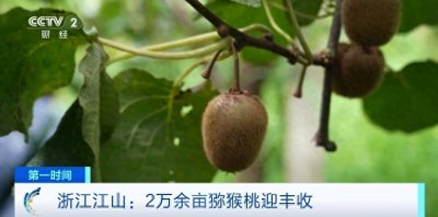 预计产量1.8万吨!浙江江山2万余亩猕猴桃迎丰收