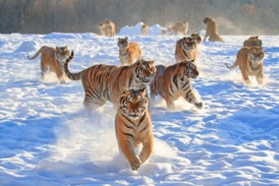 东北虎:森林之王的崛起