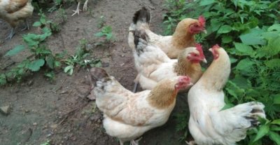 新手养鸡怎么养?养鸡注意事项,合理避坑