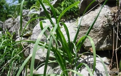 长山里的野韭菜叶小、色深、根粗,吃法简单,用处很特殊