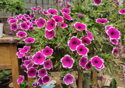 家里为什么不能养茶花原因是什么(室内难养的5种花 养养就死了,看看你养过几