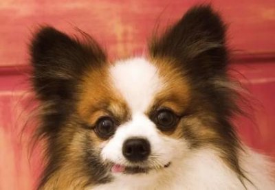 成都猫舍好评排行成都猫舍公寓