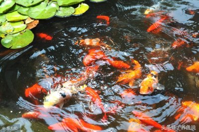 为何养鱼要是单数?对生活有何影响?“养鱼说”告诉你