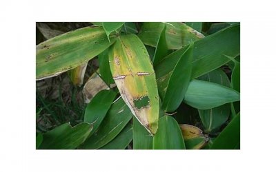 张雨生去世现场