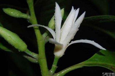 白兰花的花语是什么呢 白兰花有香味吗