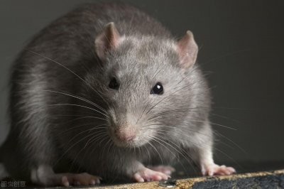 民间传说老鼠嫁女的故事(老鼠嫁女告诉我们什么道理)