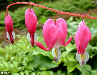 100种常见花卉图谱,收藏起来慢慢看,从此识花不求人