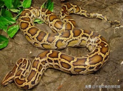 牢底坐穿蛇,分享国家重点保护野生动物:无毒蛇类,不常见且珍稀