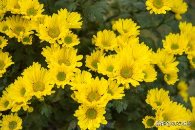 陶渊明写菊花的诗句(最著名的描写菊花古诗大全)