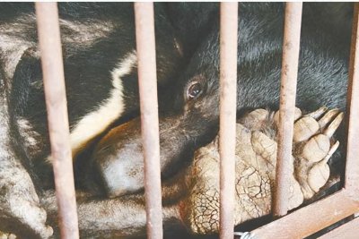 胆熊,被活取胆汁,昂贵的熊胆粉的来源,从出生到死亡都没有自由