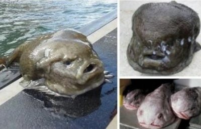 25组丑图,刷新你对丑的认知!