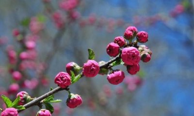 介绍一种植物榆叶梅,好多人不知道它的厉害用途?了解一下吧