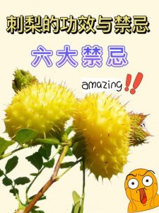 刺梨果的功效与作用(刺梨果的功效与作用有哪些)