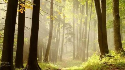 唯美意境动感的音乐(优美的背景音乐)