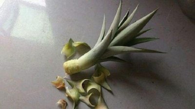 菠萝头以后不要扔了,轻松几步就能种出一个小盆栽